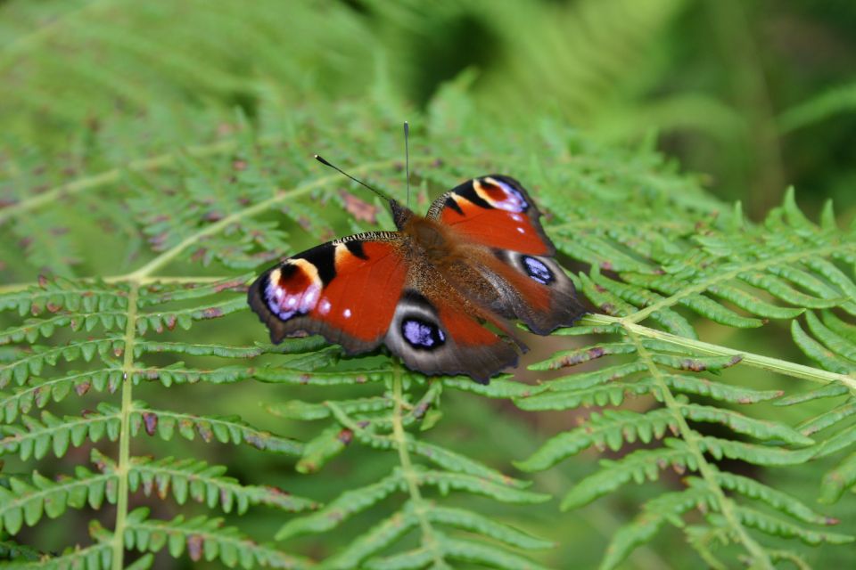 the biggest issue was harm caused by heat during the "over-wintering" life stage which had hit more than half the species