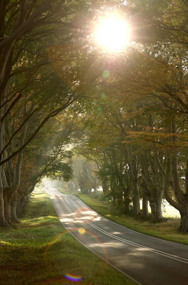 The sun shines through the trees lining Blandford Road near to Kingston Lacy in Dorset