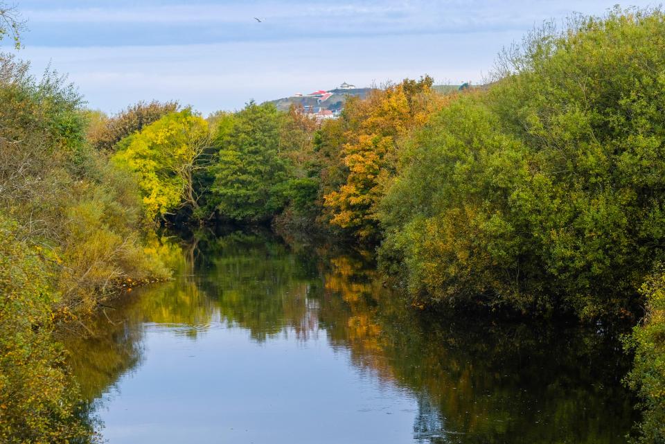 Trees in their autumn colours reflected in the calm waters of the River Rehidol in Wales