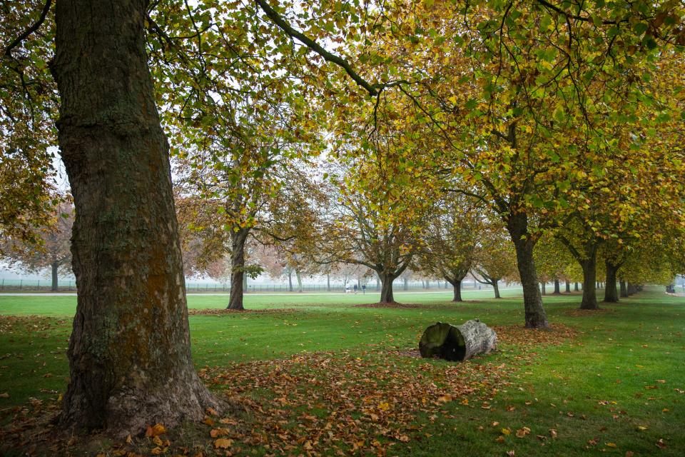 A foggy autumn morning in Windsor Great Park