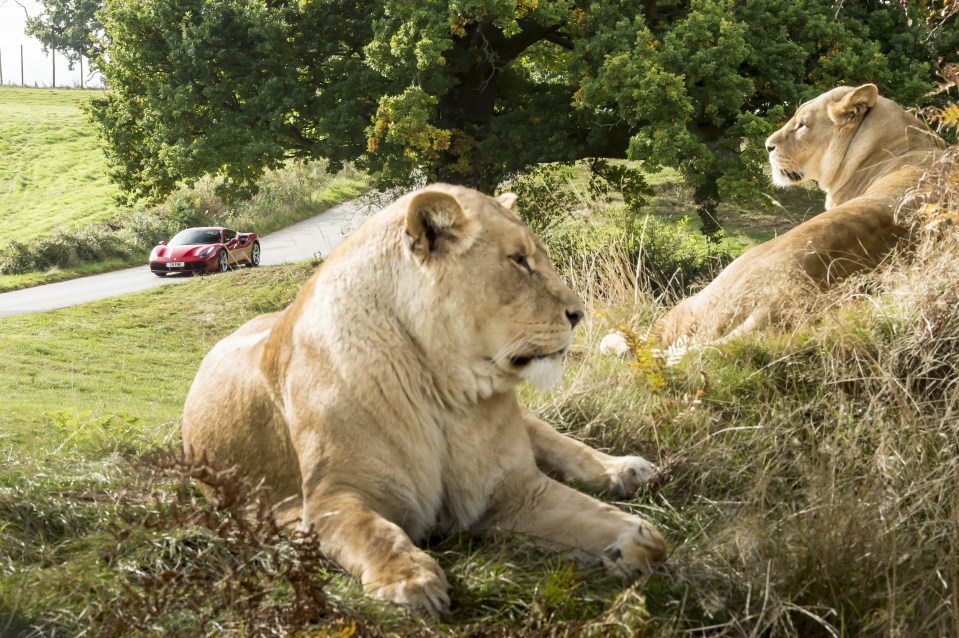 And ended up dodging lions