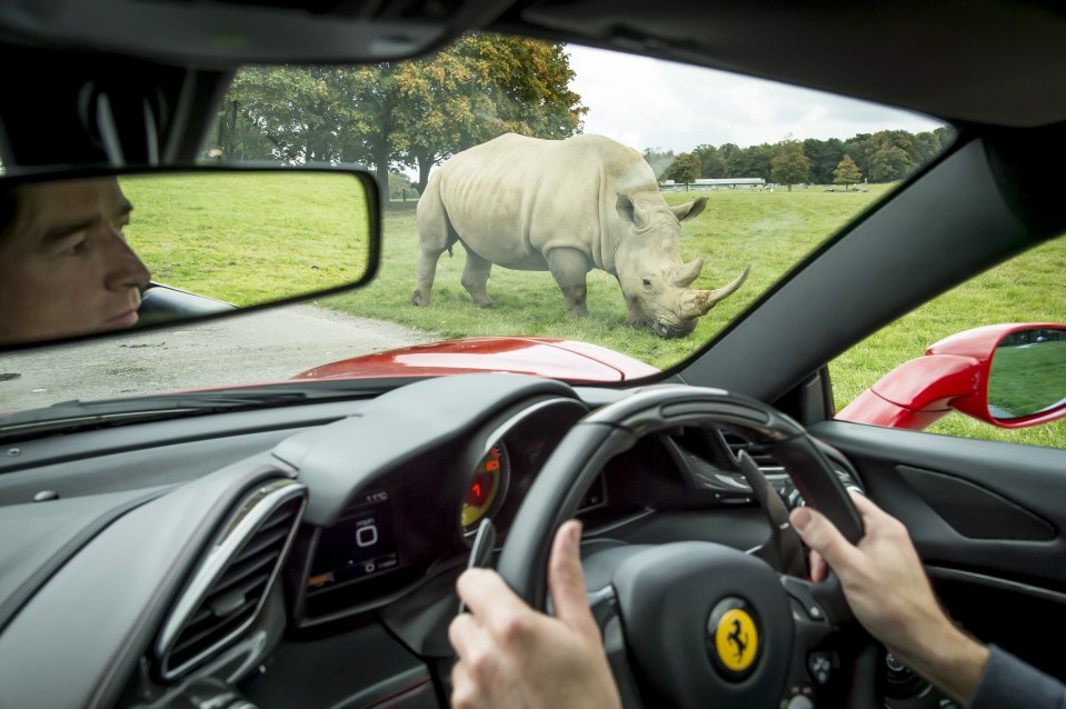 We drove past two-ton rhinos
