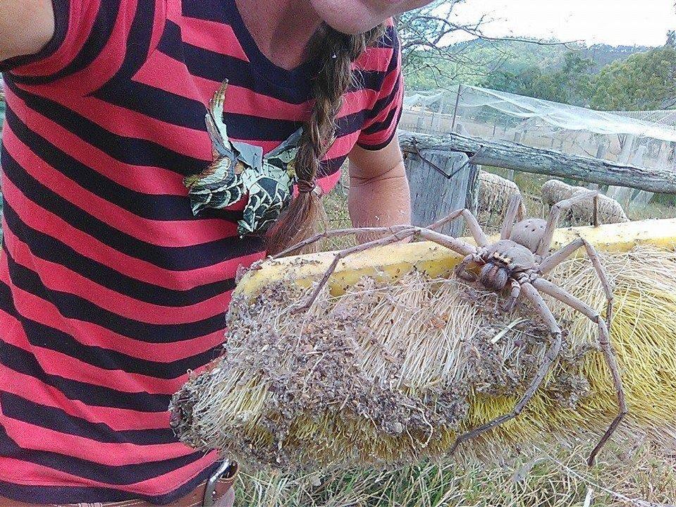 The images sent online arachnophobes into a terrified frenzy