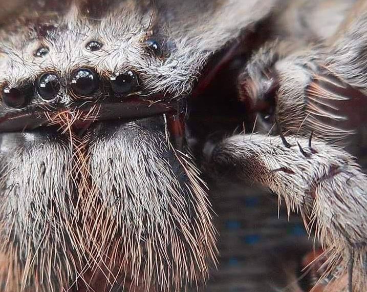 The gargantuan arachnid was dubbed Charlotte by the woman who found her