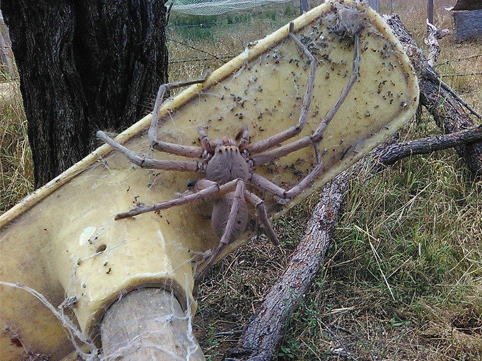 These pictures of a colossal huntsman spider were taken on an animal rescue farm, in Queensland, Australia