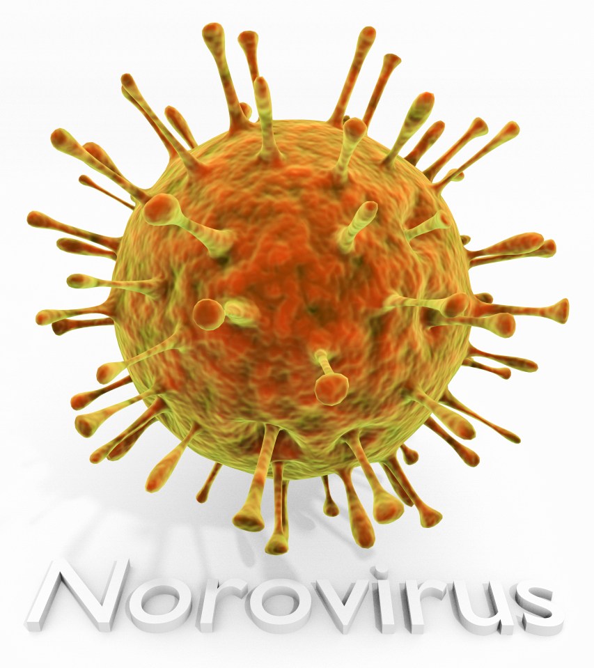 The viruses are transmitted by contaminated food or water or by person-to-person contact