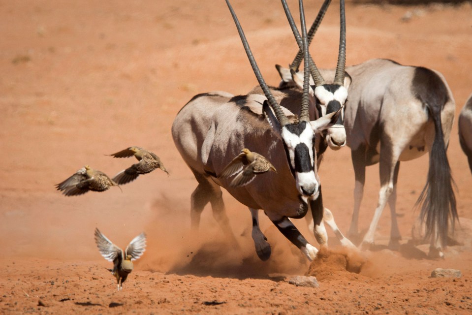 Planet Earth II