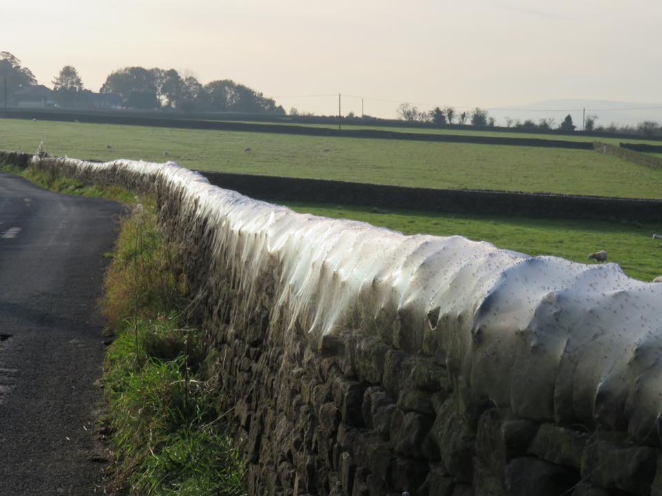 The webs stretch for 100 metres along the wall