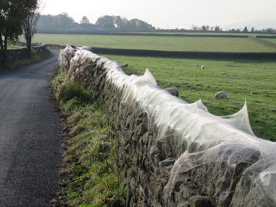 More than 100m of these impressive cobwebs were spotted along a country road in Laneshaw Bridge, near the village of Trawden 