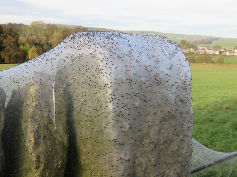 The drystone wall has become a minor tourist attraction