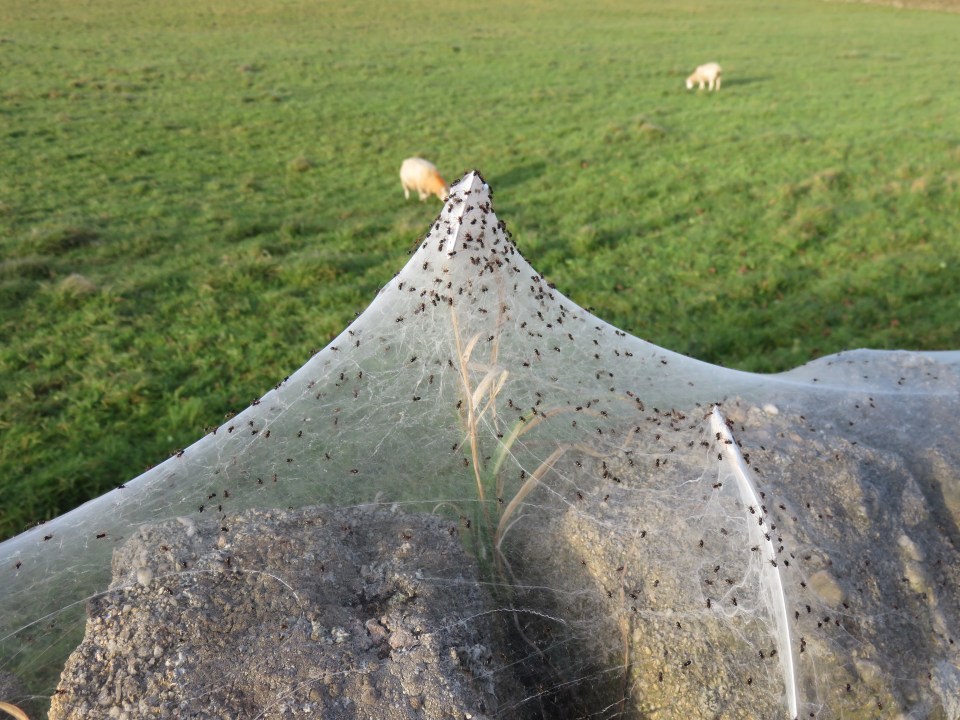 Huge numbers of baby spiders can be scuttling across the webs
