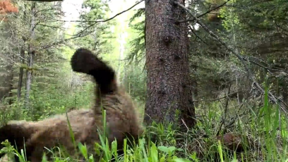 The Planet Earth II team set the bear's movements to music