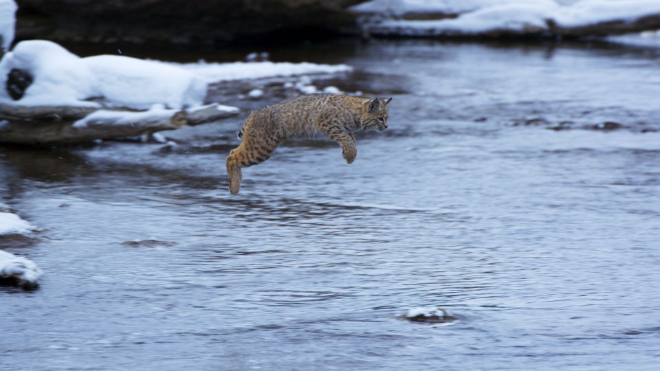 The bobcat became everyone's spirit animal after last night's show