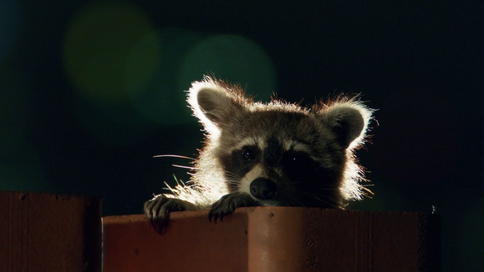 The team filmed this cute raccoon in Toronto