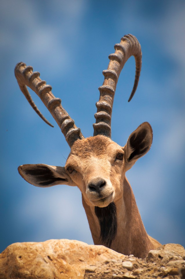 Nubian Ibex are unparalleled mountaineers – they rubberised hooves that grip better than any climbing shoe