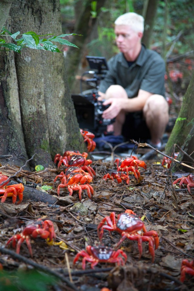 Cameraman Mateo Willis crouches on the forest floor filming the red crab migration on Christmas Island, Australia