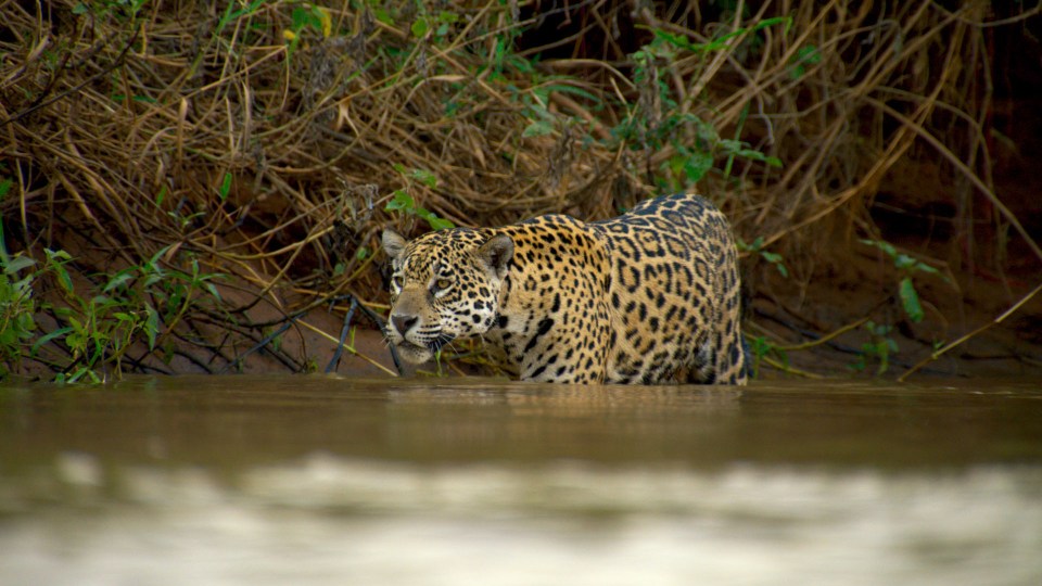 A female jaguar stalking in the water