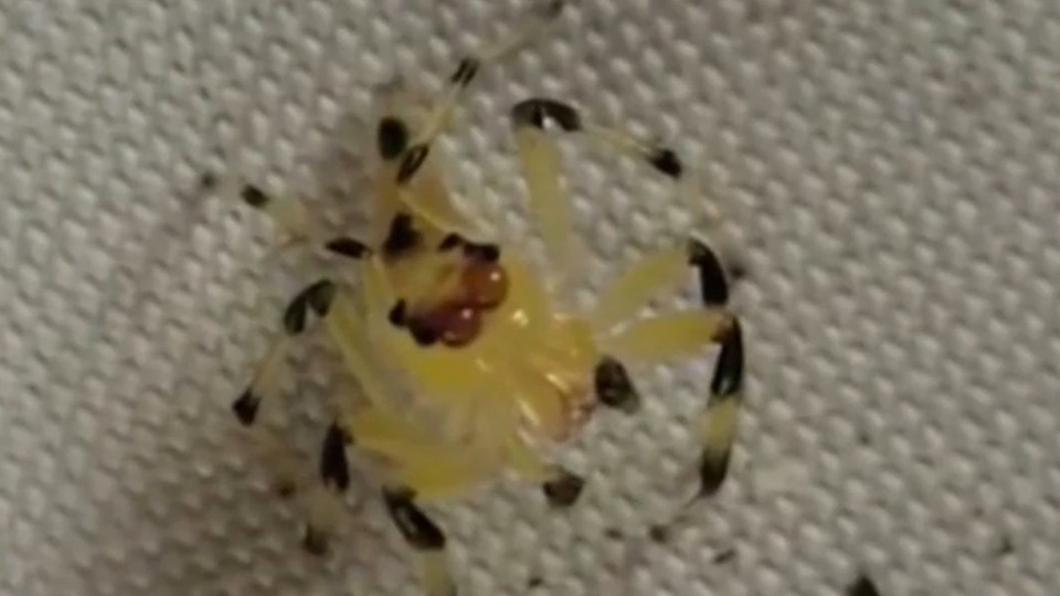 The creature's retinas can be seen moving around as it surveys its surroundings 