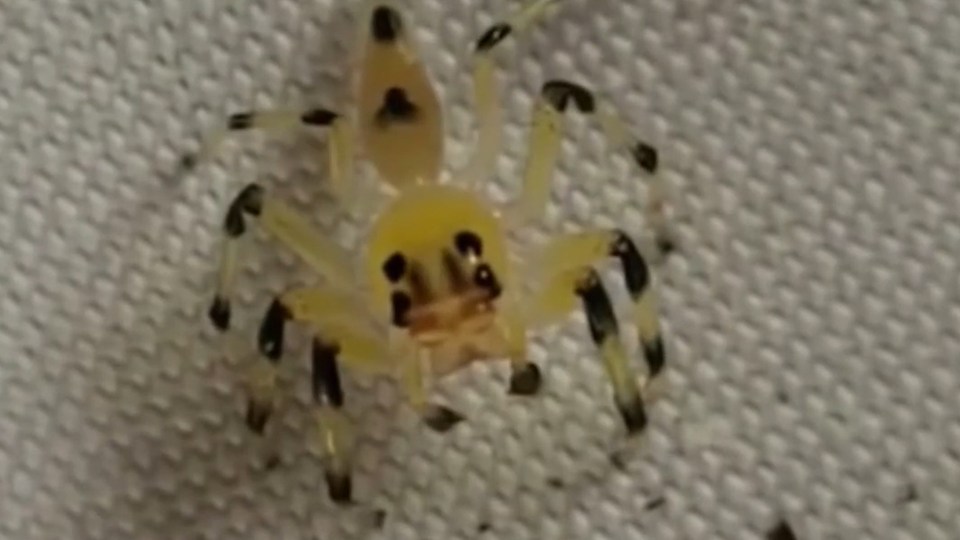 The terrifying clip actually shows a transparent breed of jumping spider, a fast-moving and quick-witted arachnid 