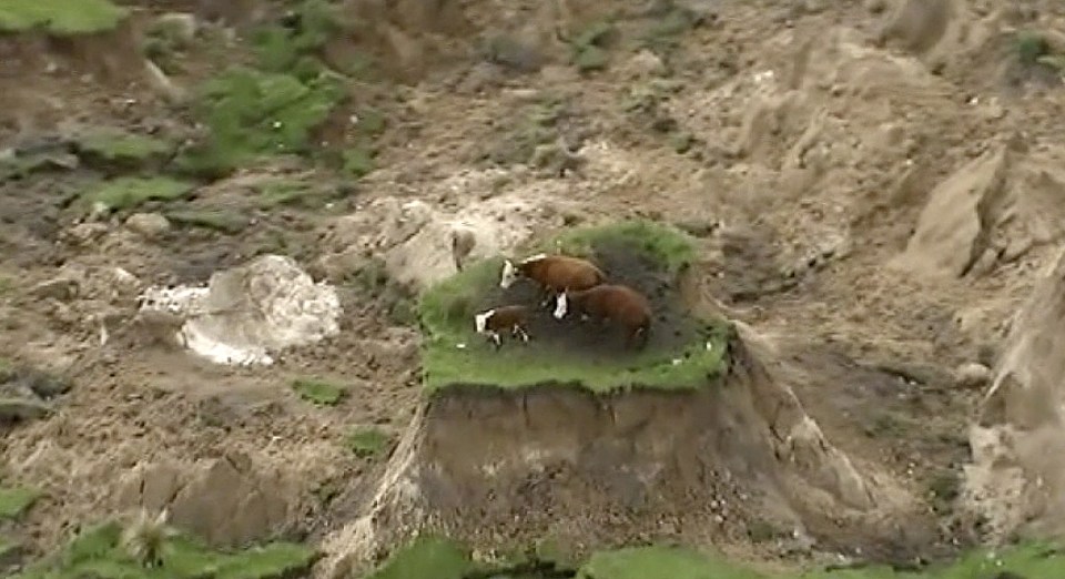 A group of cows left stranded on a patch of elevated grass near Kaikoura, New Zealand 