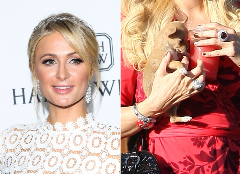  Paris could pass for 25 but her dog handling digits are36