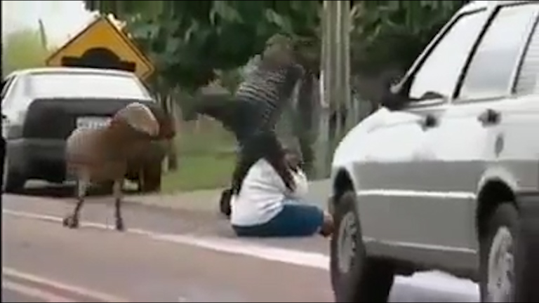 Even though the woman turns around to see the sheep in time, it still manages to floor her, forcing a man to step in