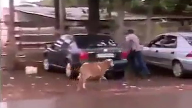 The demonic killer sheep, pictured chasing a pedestrian, is said to have knocked over an OAP before trampling him to death 