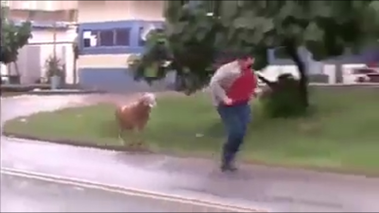The sheep, pictured chasing another man, is now believed to have killed an elderly man