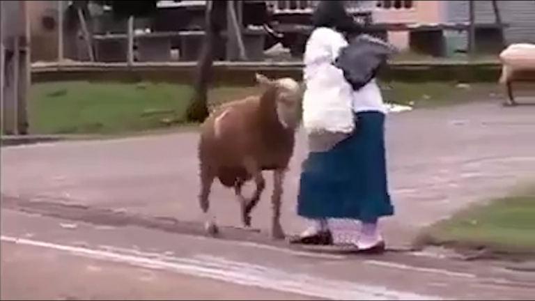 Police said the animal has now been put down for its crimes 