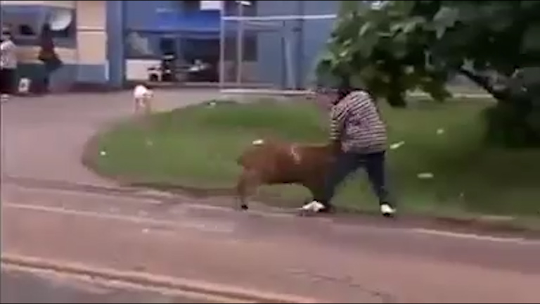 The man who steps in to defend a woman from the sheep then feels its wrath