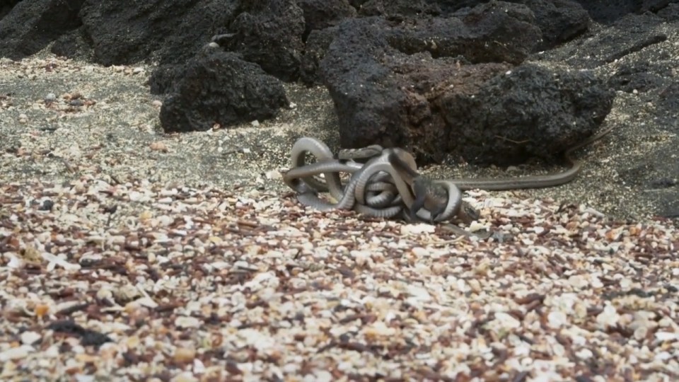 Planet Earth II