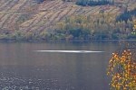 Nessie