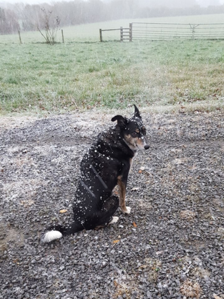 This pooch was pictured looking a bit chilly as the white stuff fell around him in Devon