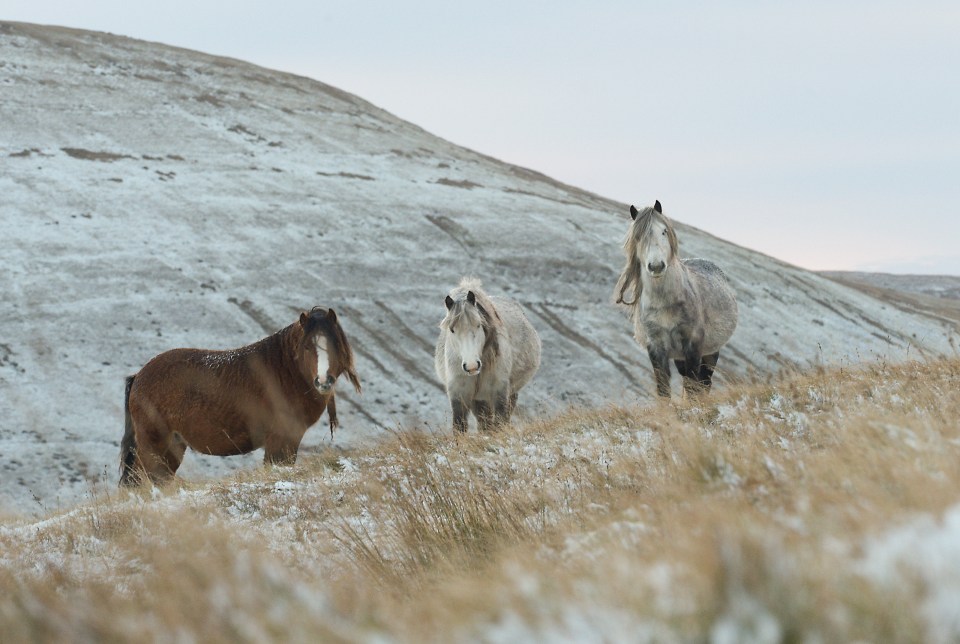 Horses cut chilly figures on the mountainside as snow falls in Brecon Beacons, Wales, UK.
