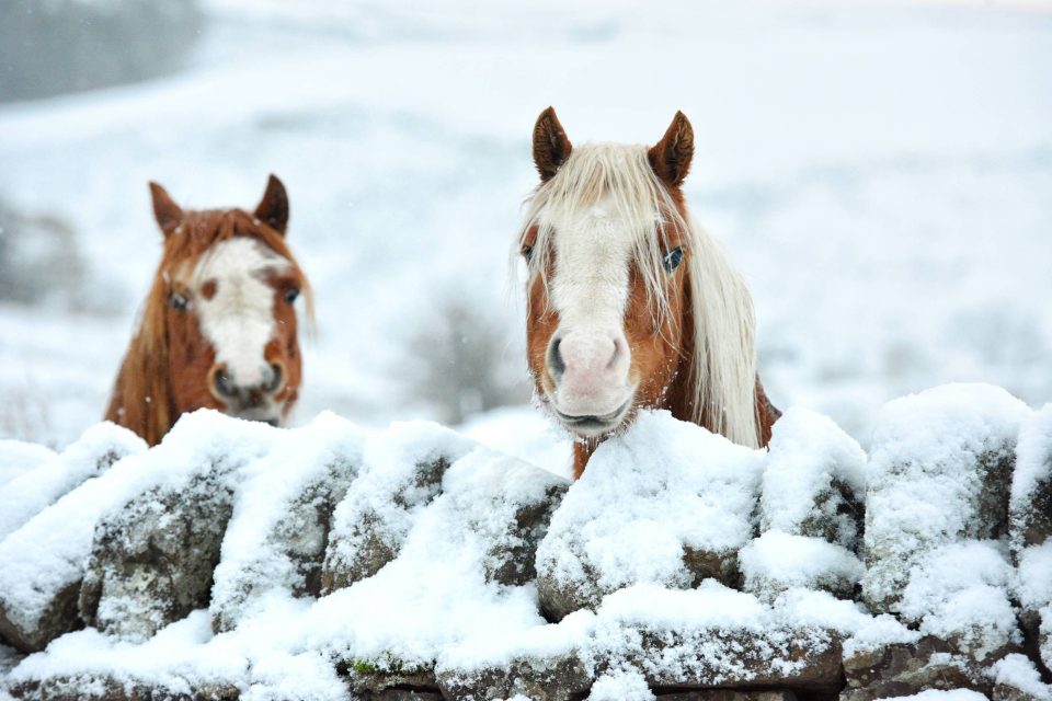 Two ponies stand in a snow covered field in Teesdale, County Durham