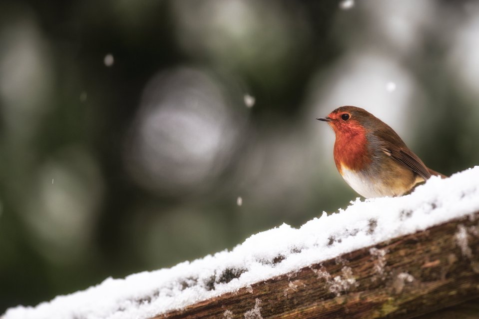 A robin adds a festive feel to this snow scene in the Derbyshire village of Foolow