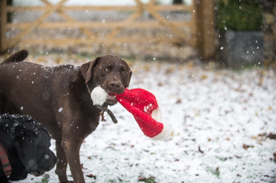 A Labrador was snapped playing with a Santa hat as the snow fell in the village of Foolow