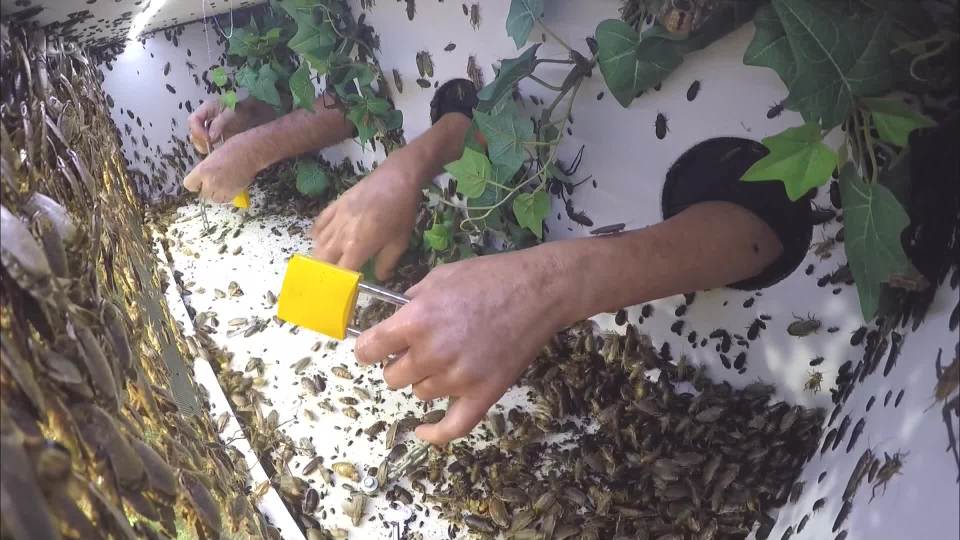 The pairs were joined by some serious creepy crawlies 