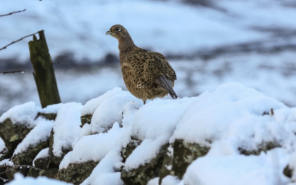 Snow UK