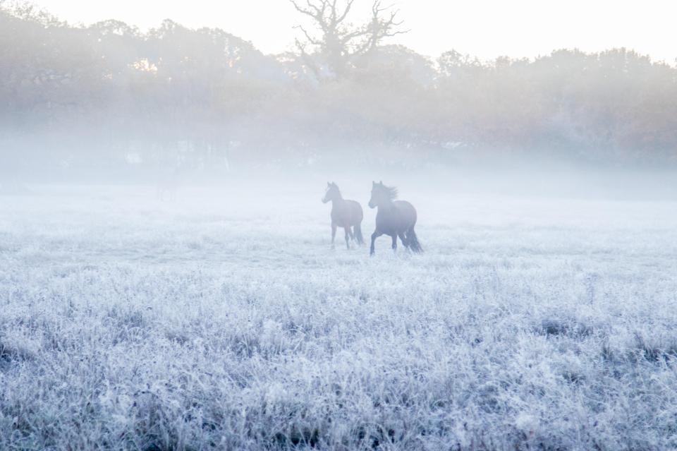 Brokenhurst, Hampshire, UK. November 19th 2016. Horses frolic in the frost and mist near Brockenhurst, Hampshire. ¿ Paul Davey/Alamy Live News