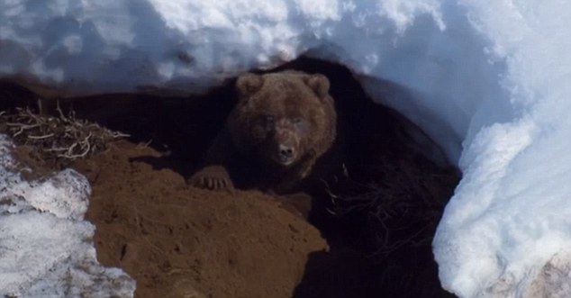 Who knew bears had such moves?