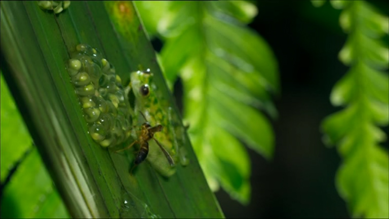 The male glass frog defends its unborn young by shielding the eggs with his transparent body