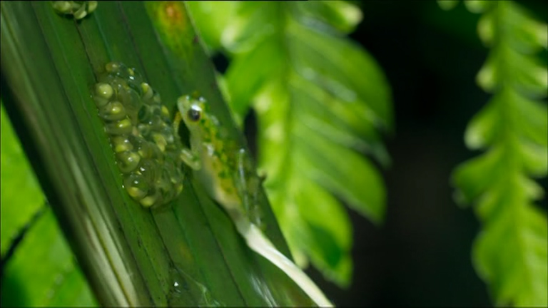 As the wasp preys on the tadpoles, the frog kicks out at the insect
