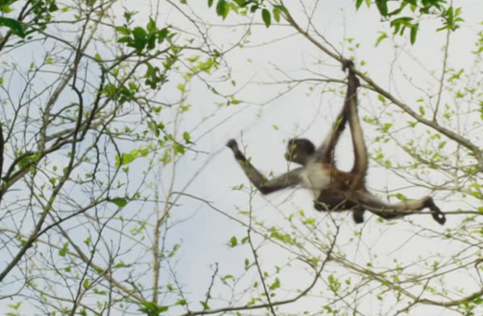 As the branches became thinner, they gave way to the baby spider monkey's weight