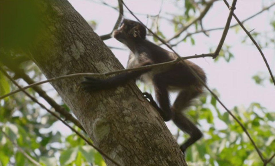 The cute primate was exploring the trees when he ventured higher than usual