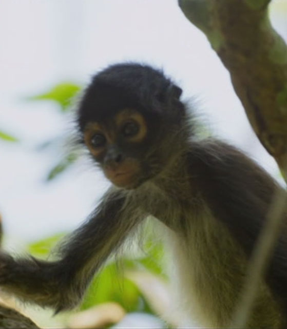 The young monkey's plight had some viewers in tears - particularly when it hugged its dad after the dramatic rescue