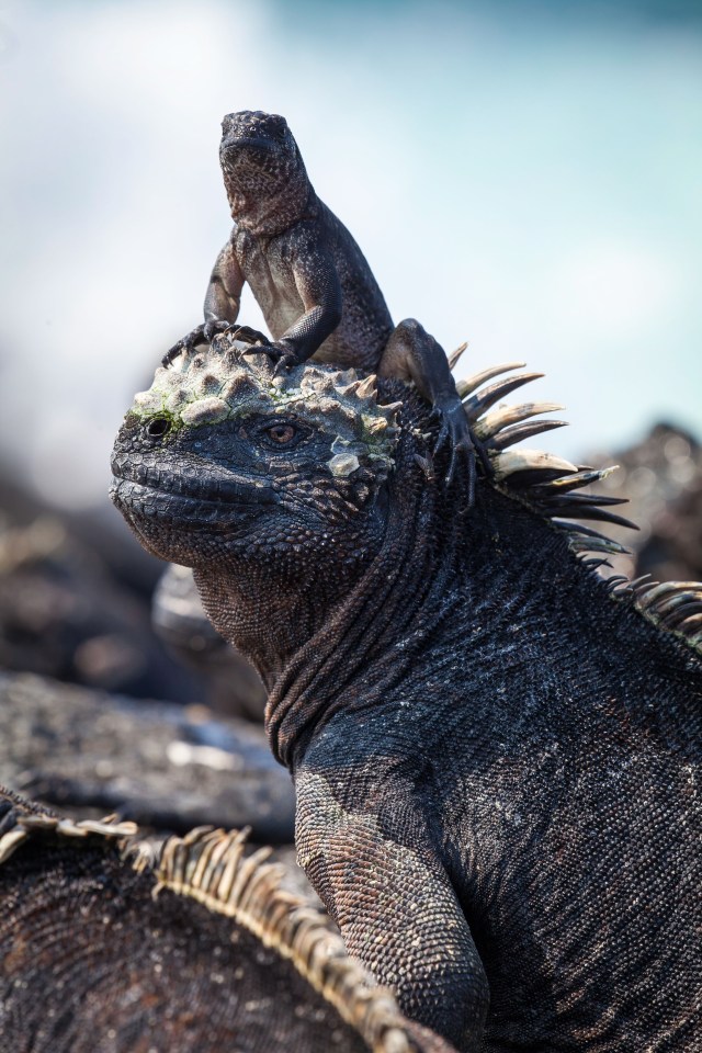Snakes chasing baby iguanas was one of the most tense moments of the series