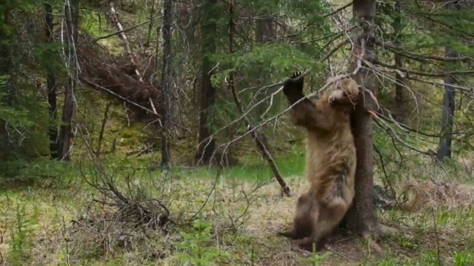 Grizzly bears scratch away in forests of Canadian Rockies in Planet Earth II clip