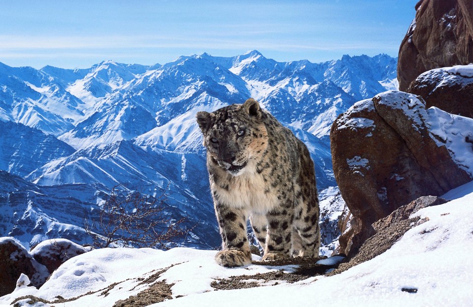  There may be as few as 3500 snow leopards left in the wild