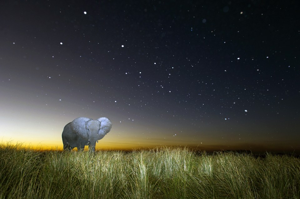 An elephant strolls under the milky way